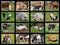 Farm animals mosaic