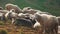 Farm animals on pasture on a sunny day.