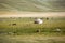 Farm animals pasturing near yurt