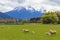 Farm animals sheep and lambs on green grass, New Zealand