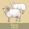 Farm animals sheep and Ram.
