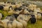 Farm Animals - Sheeps