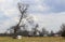 Farm with barns and equipment in early spring with trees still bare of leaves and cows in the pasture under dramatic sky