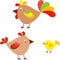 Farm Birds, Chicken, Hen, Rooster, Chick Illustrations