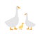 farm birds geese, goose and gosling vector illustration