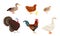 Farm birds set. Vector illustration of a turkey, goose, duck, quail, rooster and chicken with little chick