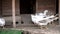 Farm birds white and gray geese walk in the barnyard