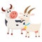 Farm black spotted cow looking at white smiling goat