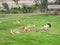 Farm of brown and black llamas on the grass