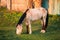 Farm Brown Horse Grazing In Meadow With Green Grass In Summer Da