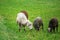 Farm brown sheep graze in pasture. Flock of sheep eating grass in meadow.