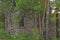 A Farm building ruin hidden amongst the Trees and undergrowth beside an old Farm Track near the town of Blairgowrie.