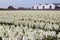 Farm buildings in Flowerfield