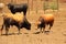 Farm of bulls, ranch style farming