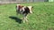 Farm calf grazing in a green field