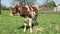 Farm calf grazing in a green field