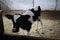 Farm calf in a stall. A cute calf stands in a wooden shed in the village and looks into the lens. A cow stands inside a ranch next