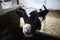 Farm calf in a stall. A cute calf stands in a wooden shed in the village and looks into the lens. A cow stands inside a ranch next