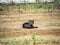 Farm cat in an empty field