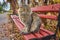 Farm cat enjoying the late afternoon sun sitting on a bench