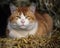 Farm Cat Lying on Hay