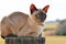 Farm cat perched on fence post