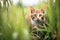 farm cat prowling through tall grass