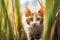 farm cat stalking through tall grass