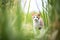 farm cat stalking through tall grass