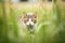 farm cat stalking through tall grass