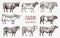 Farm cattle bulls and cows. Different breeds of domestic animals. Engraved hand drawn monochrome sketch. Vintage line