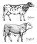 Farm cattle bulls and cows. Different breeds of domestic animals. Engraved hand drawn monochrome sketch. Vintage line