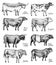 Farm cattle bulls and cows. Different breeds of domestic animals. Engraved hand drawn monochrome sketch. Vintage line