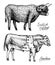 Farm cattle bulls and cows. Different breeds of domestic animals. Engraved hand drawn monochrome sketch. Vintage line