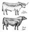 Farm cattle bulls and cows. Different breeds of domestic animals. Engraved hand drawn monochrome sketch. Vintage line