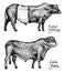 Farm cattle bulls and cows. Different breeds of domestic animals. Engraved hand drawn monochrome sketch. Vintage line