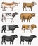 Farm cattle bulls and cows. Different breeds of domestic animals. Engraved hand drawn monochrome sketch. Vintage line