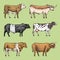 Farm cattle bulls and cows. natural milk and meat. Different breeds of domestic animals. Engraved hand drawn monochrome