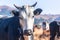 Farm Cattle Cow Head Portrait Blue Sky