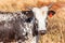 Farm Cattle Cow Head Portrait Blue Sky