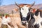 Farm Cattle Cow Head Portrait Blue Sky