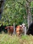 Farm cattle in the field