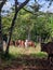 Farm cattle in the field