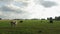 Farm cattle grazing in field.