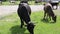 Farm cattle grazing in pasture. Cattle cow grazing in field. Milk cows eating grass.