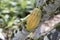 Farm with cocoa plantation and cocoa fruits on the trees