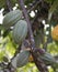 Farm with cocoa plantation and cocoa fruits on the trees