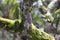 Farm with cocoa plantation and cocoa fruits on the trees