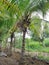 Farm of coconut tree in india