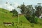 Farm in the Cocora Valley (Colombia)